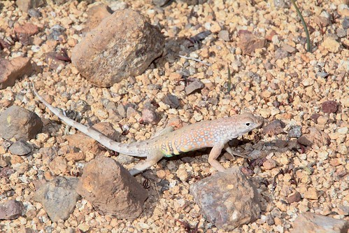 2015 animals arizona flickr galiuromountains gps grahamcounty greaterearlesslizardcophosaurustexanus lizards reptiles sanpedrorivervalley usa unitedstatesofamerica