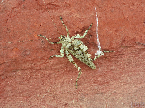p2140247 casanare colombia eno2016 southamerica insecto grillo saltamontes grasshopper