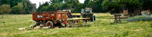 les moutons de domremy la pucelle agriculture elevage ovins tracteurs remorques campagne verdure vosges lorraine france nikon d700 graffyc foto 2016