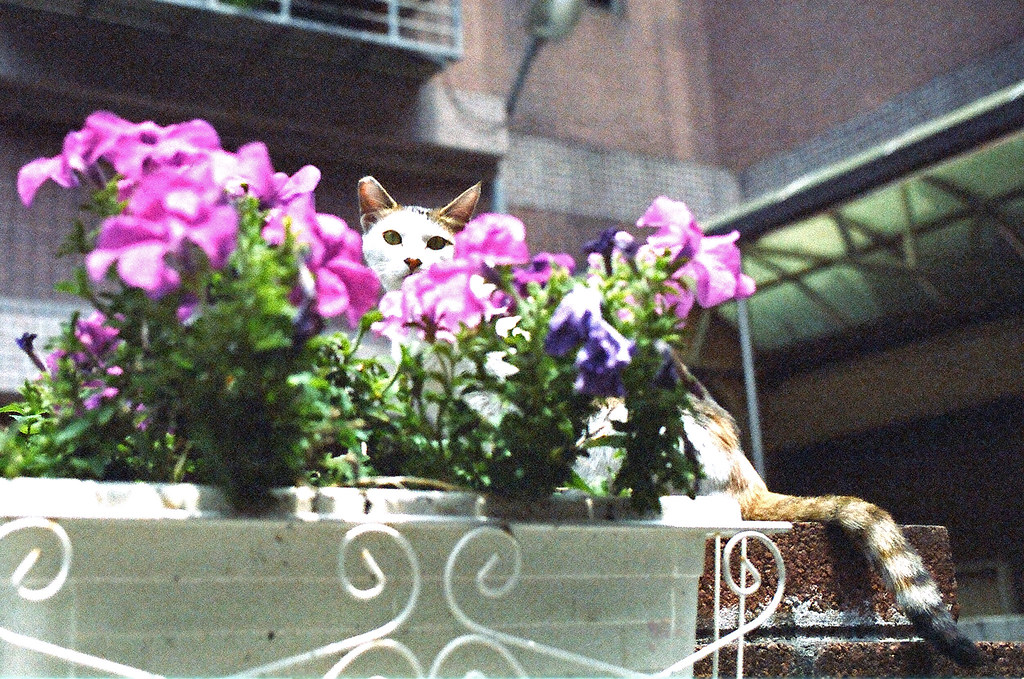 Cat stole flowers
