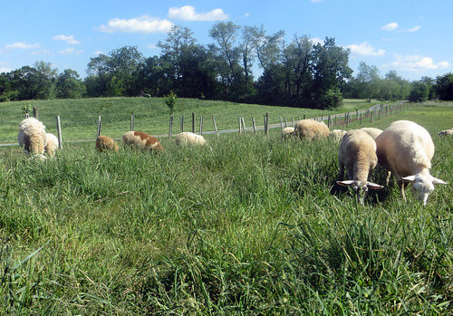grass hair sheep farm pasture lambs grazing katahdin