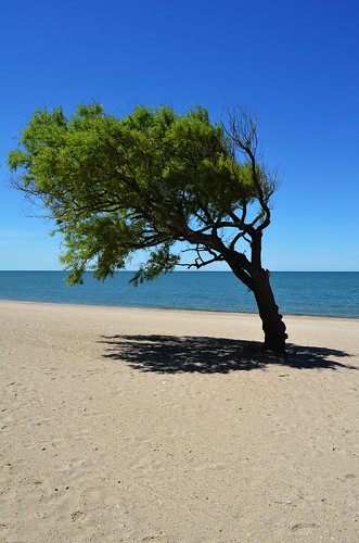 tree beach june windblown goderich