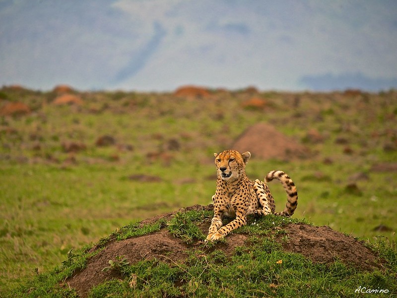 12 días de Safari en Kenia: Jambo bwana - Blogs de Kenia - Gran dia en el M.Mara viendo cazar a los guepardos (34)