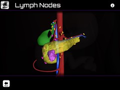 Olivia Knight, Lymph nodes