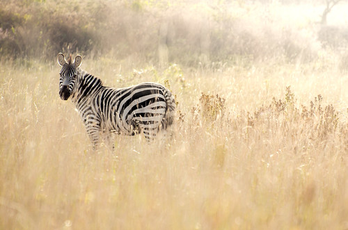 zebra arusharegion tanzania tz africa ngorongoro light yellow animal wild sun