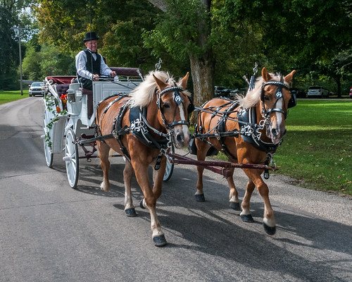 sharpfamily horner horse carriage people morgan holman photography wedding team photo by steve holmanphotoscom ed holmanphotography photobysteve