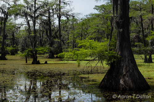 texas unitedstates bayou swamp jefferson canoeing dinosaurs letourneau caddolake