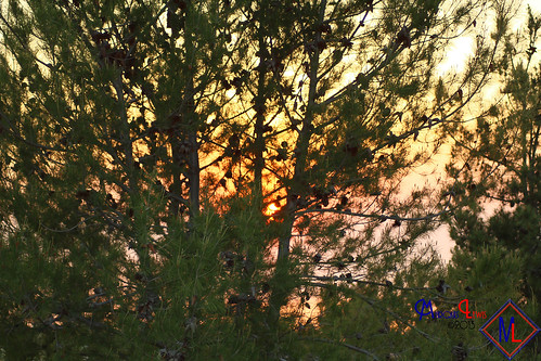 trees sunset tree landscape photography smoke flash lewis ml antoine marquis menifee marquislewis marquisantoinelewisphotography