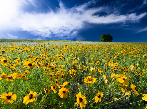 blue sky sun plant flower tree green nature floral beautiful field yellow closeup rural landscape colorful texas unitedstates bright blossom country meadow sunny sunflower rays fortworth
