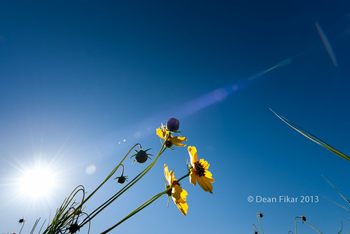 blue sky plant flower green nature floral beautiful field sunshine yellow closeup rural landscape spring colorful texas unitedstates bright blossom country perspective sunny petal lensflare sunflower flare grasses rays bud fortworth