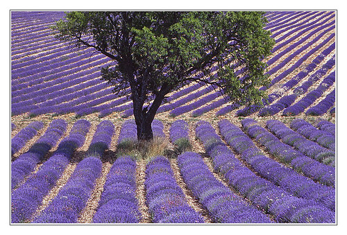 france lavande lavender arbres trees sillons furrows violet purple couleurs colors paysage landscape graphisme
