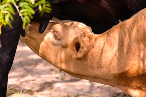 caw calf nursing milk cattle ranch ranching pasture livestock nature normangee texas nikon