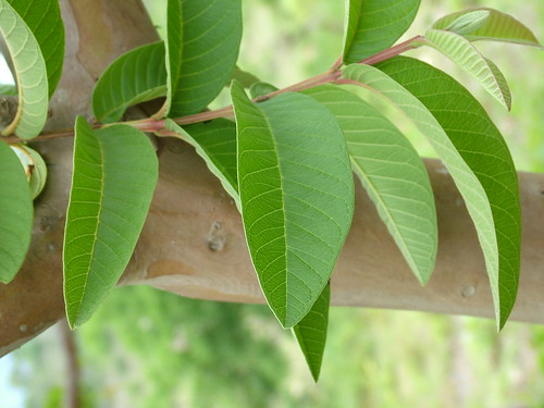 guava easttimor timorleste psidium psidiumguajava myrtaceae