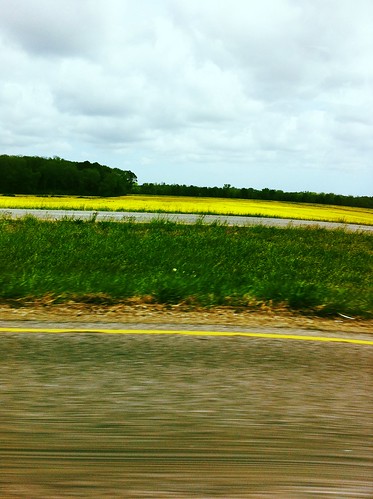 road travel flowers green field grass car yellow gravel uploaded:by=flickrmobile flickriosapp:filter=toucan toucanfilter
