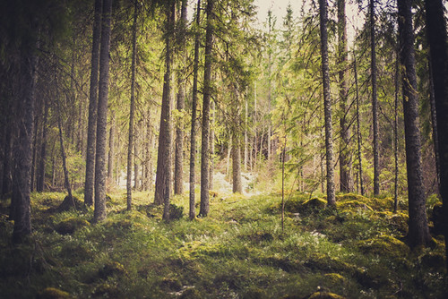 forest 50mm spring woods nikon sweden bokeh sverige fx kungsberget d600 nikond600 gävleborgslän kungsbergetsnaturreservat