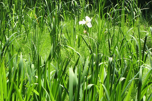 iris plants flower japan akita senshupark