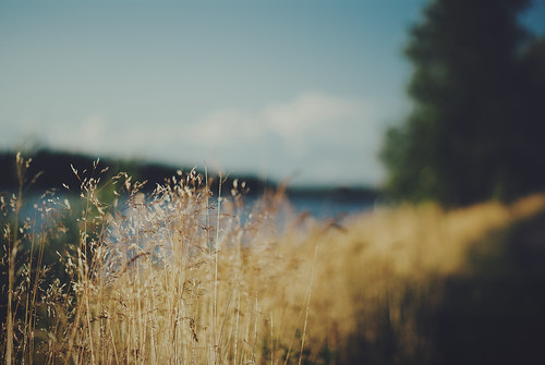 lake nature grass 50mm dof sweden bokeh grain 365 vänern 2012 project365 365days sonydslra300 dt50mmf18sam