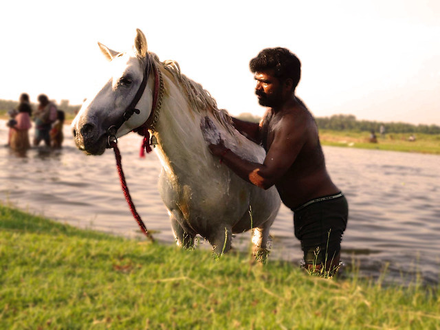 Indian Horse Bathing