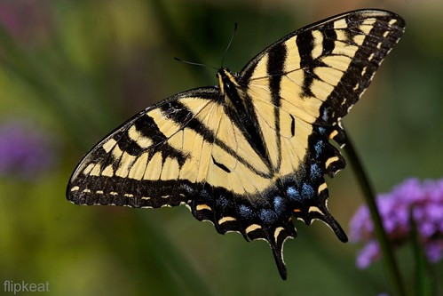 ontario beautiful closeup butterfly insect photo pom wings open view sony awesome tiger butterflies papillon dorsal mariposa eastern oakville swallowtail farfalla insecte schmetterling papilio glaucus insecta farfalle nectaring dslra500