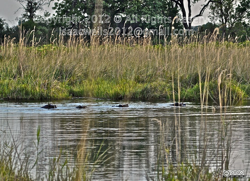 africa mammal wildlife large hippopotamus botswana hippos subsaharian