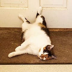 Bobbi chills out. #catsofinstagram #bobbithecat