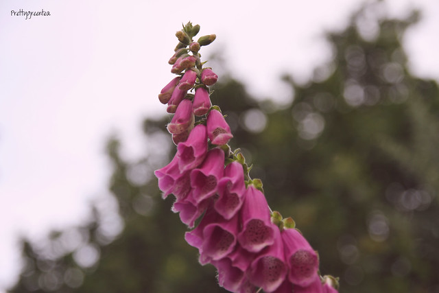Prettygreentea pink flowers