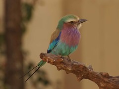 Lilac-breasted Roller in our garden