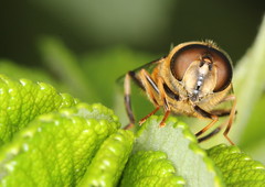 Hoverfly Portrait