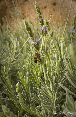 flowers españa naturaleza flores nature fleurs canon landscape andalucía spain paisaje bee abeja paysage espagne abeille jaén lavanda