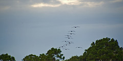 Pelicans over Coligny Beach Park -- Hilton Head Island (SC) July 2012