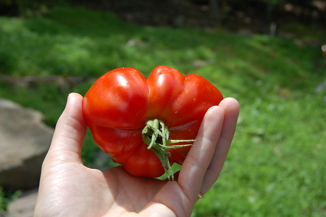 Ulster Germaid tomato from our garden by Eve Fox, Garden of Eating blog, copyright 2012
