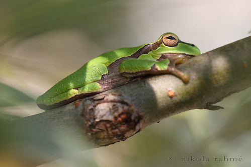 macro nature naturallight frog handheld treefrog anura amphibia hylidae fieldshooting canoneos5dmarkii sigma180mmf35hsmifmacro