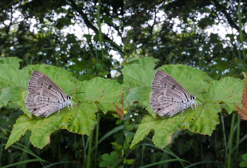 Niphanda fusca, stereo parallel view
