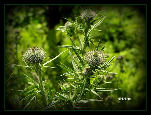 wild plant green nature field picky