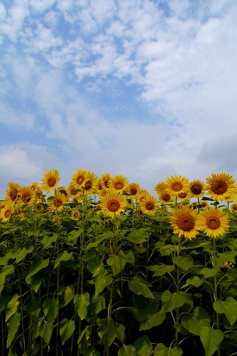 summer japan august bluesky sunflower g3 kanazawa rin 2012 向日葵 zama 座間市 p1120251 mzuikodigitaled918mmf4056
