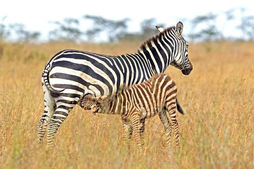 kenya nairobi nairobinationalpark nairobikenya goldwildlife zebramother youngfoal naturesgreenpeace allnaturesparadise zebrasuckling macswildpixels