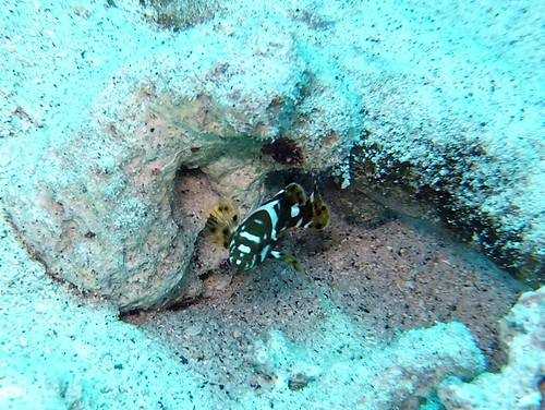 シロブチハタ