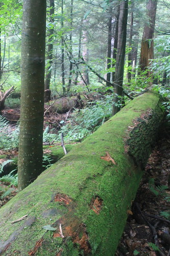 old forest timber more growth national allegheny andyarthur