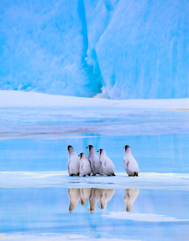 Emperor Chicks, Snow Hill Island Emperor Penguin Rookery, Antarctica