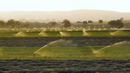 california fields sanmiguel irrigation alfalfa