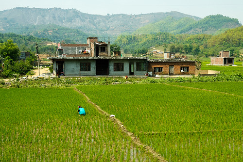 travel nepal green lens landscape geotagged lumix photography rice paddy panasonic 17 pancake 20mm ricepaddies traveling dmc paddies f17 m43 npl mft gx1 micro43 microfourthirds panasonicdmcgx1 pashchimanchal seradanda geo:lat=2798695600 geo:lon=8418594400