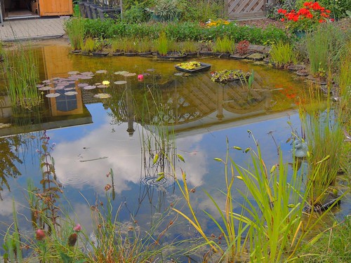 wassergarten mygarden meingarten pond gartenteich waterreflection wasserspiegelung