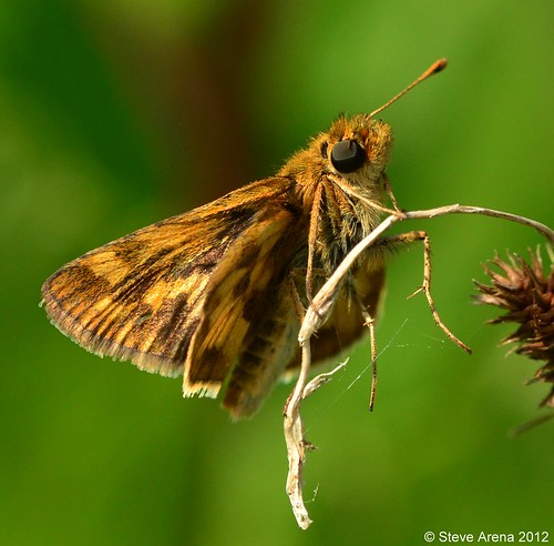 butterfly skipper pecksskipper