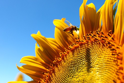 summer sky plant cinema flower film nature pen midsummer voigtlander petal bee sunflower bloom honeybee 向日葵 ep3 ひまわり 益子町 micro43 microfourthirds voigtlandernokton25mmf095 nokton25mmf095 penep3 olympuspenep3