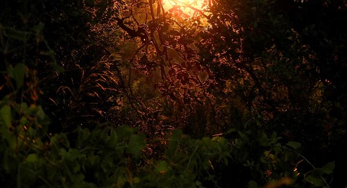 sunset sun sunlight sol forest tramonto bosque foresta puestadelsol raggidelsole rayossolares