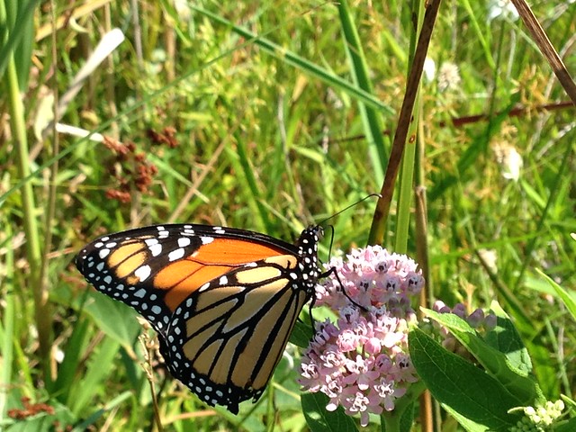 Monarch butterfly at False Cape State Park in Virginia