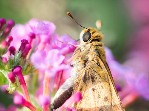 macro insect © skipper northcarolina lantana shallowdof backyardcritters garyburke olympuse620 olympusmacrotube