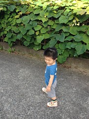 朝散歩 (2012/7/16)