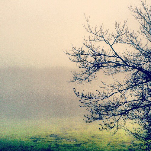 wallpaper tree beauty fog square nashville foggy monsoon squareformat khandala lonavala iphoneography instagramapp