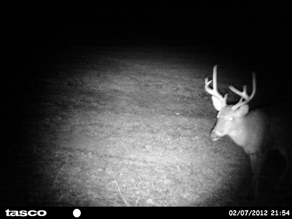 Photos By Trail Camera
